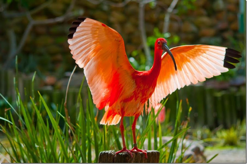 The Scarlet Ibis